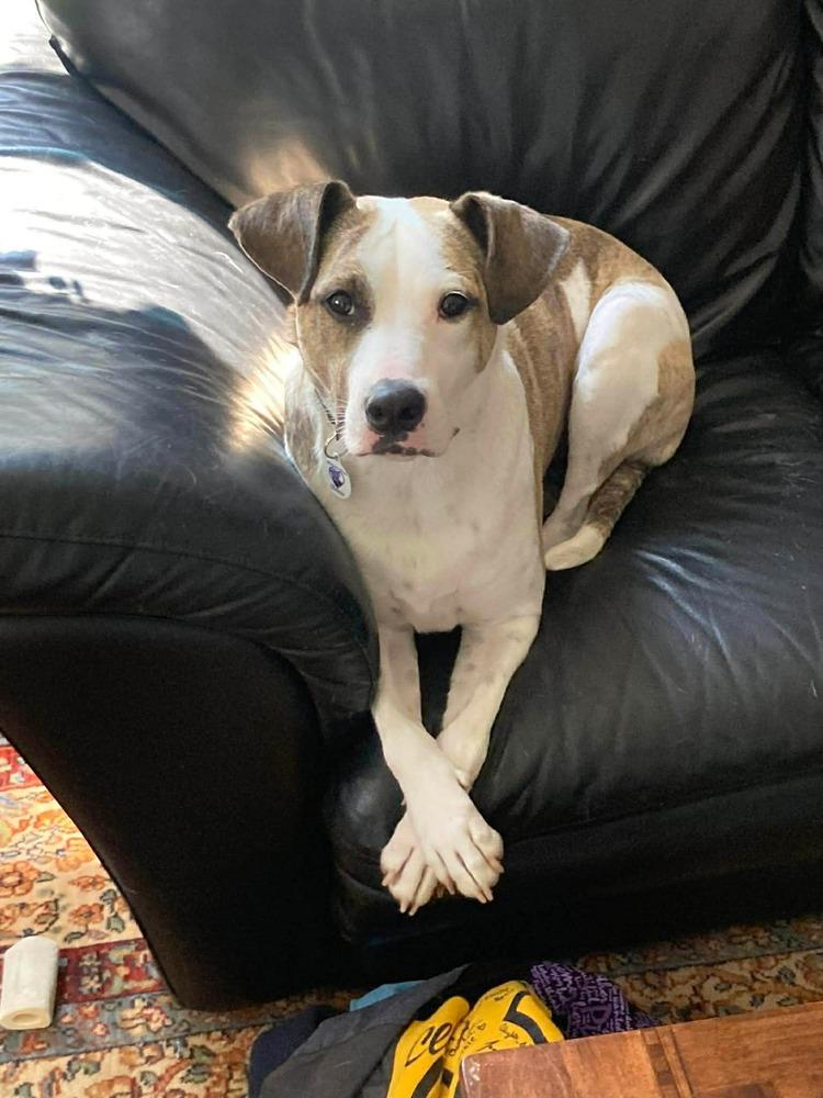Enlarge Zoe(Eden), a Adoptable mixed breed in Alden, NY image 1/4