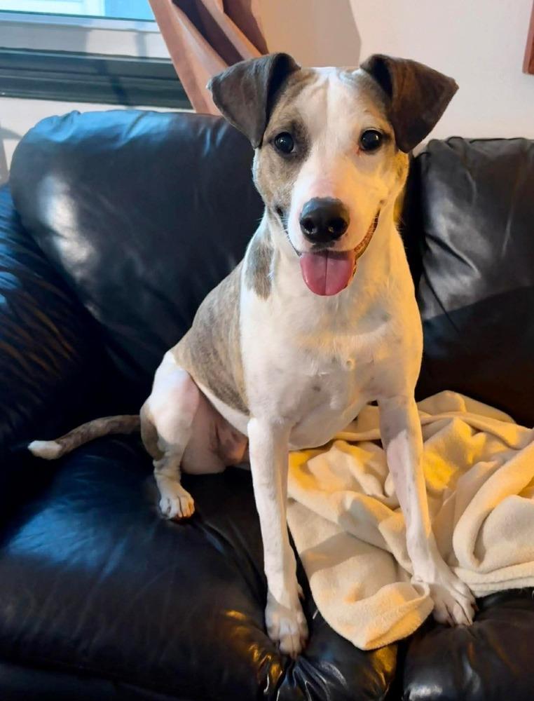 Zoe(Eden), Adoptable, Adult Female Mixed Breed.