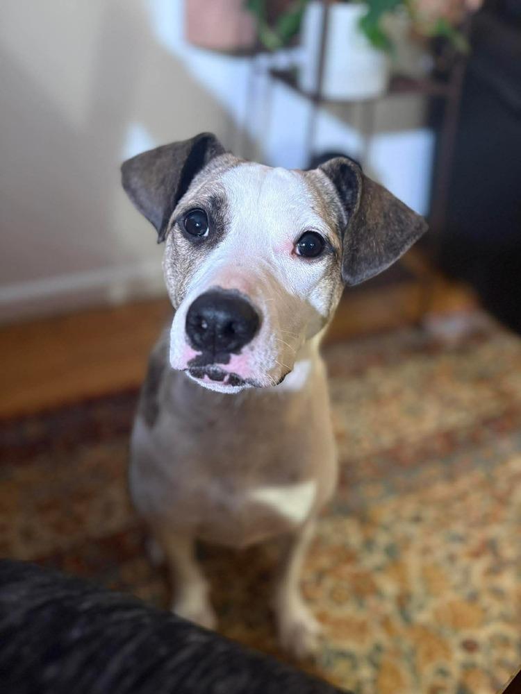 Enlarge Zoe(Eden), a Adoptable mixed breed in Alden, NY image 2/4