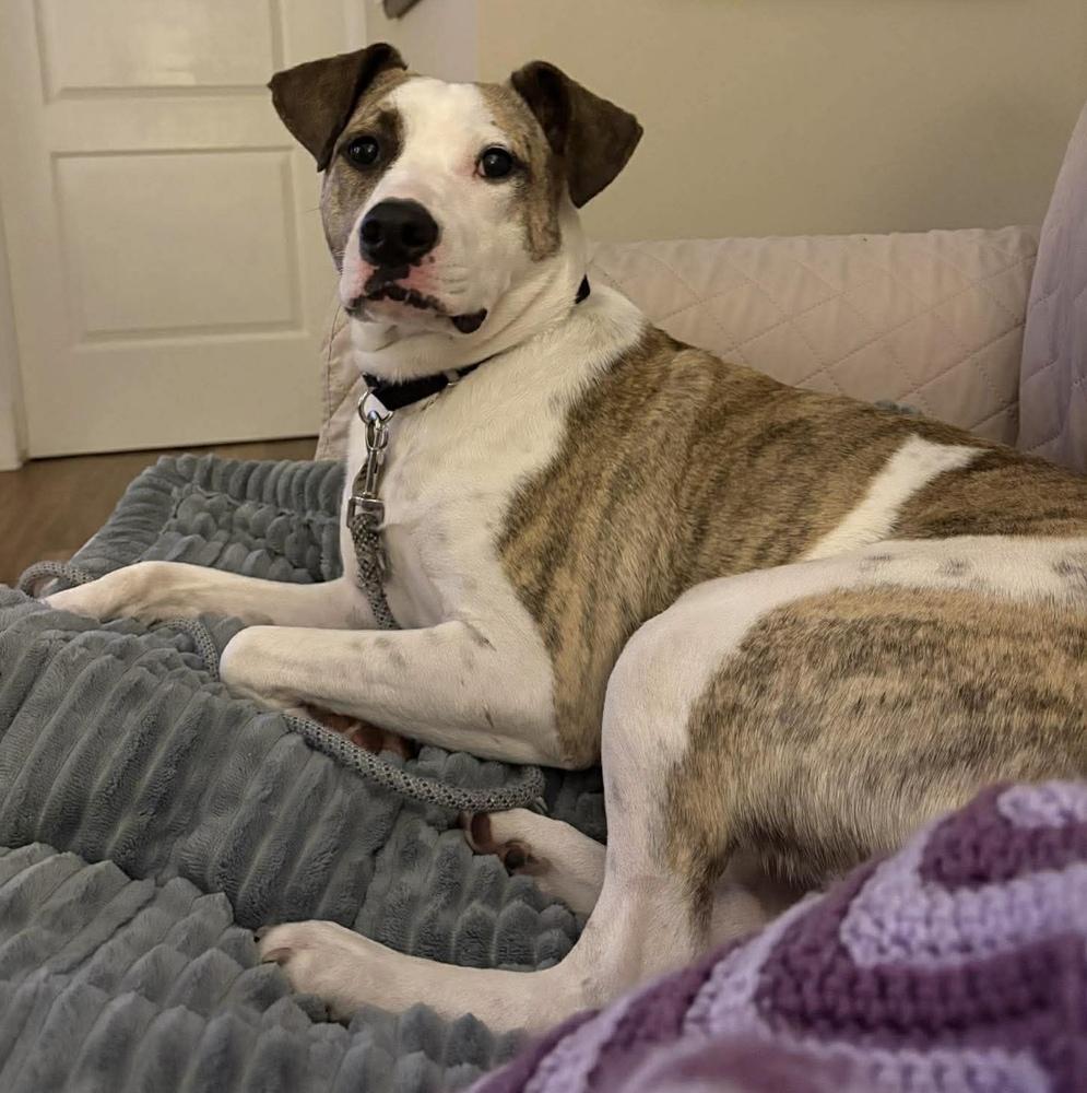 Enlarge Zoe(Eden), a Adoptable mixed breed in Alden, NY image 3/4