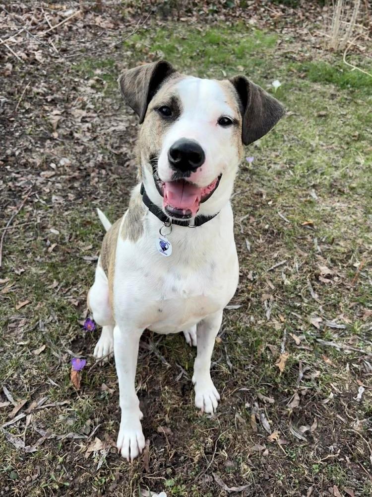 Enlarge Zoe(Eden), a Adoptable mixed breed in Alden, NY image 4/4