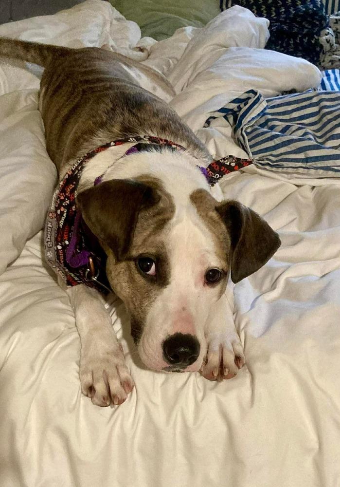 Enlarge Zoe(Eden), a Adoptable mixed breed in Alden, NY image 4/4