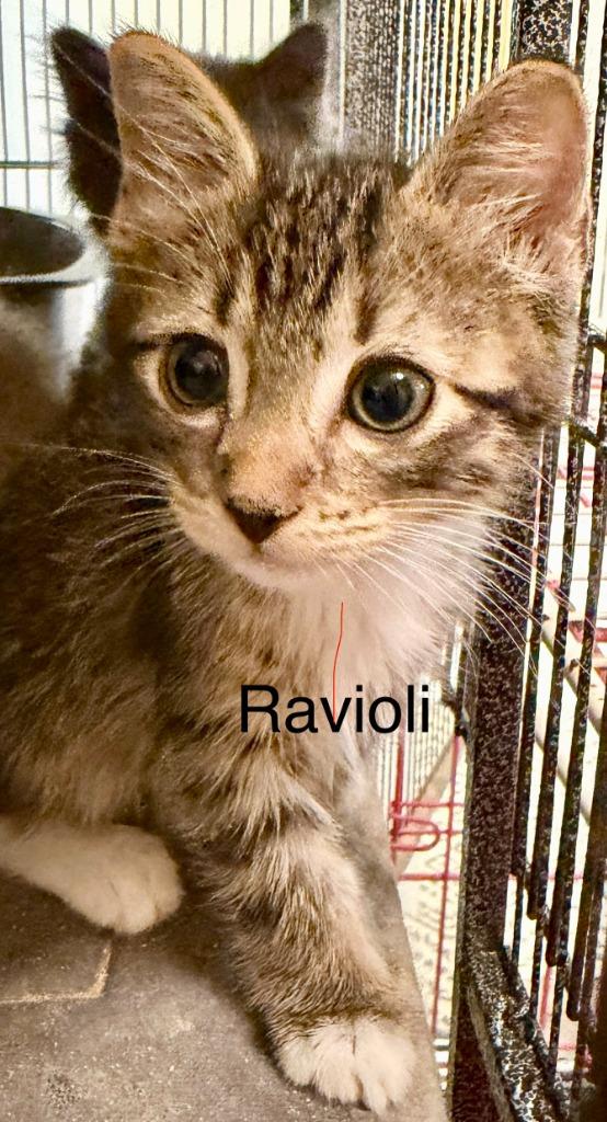 Ravioli, Adoptable, Kitten Male Domestic Medium Hair.