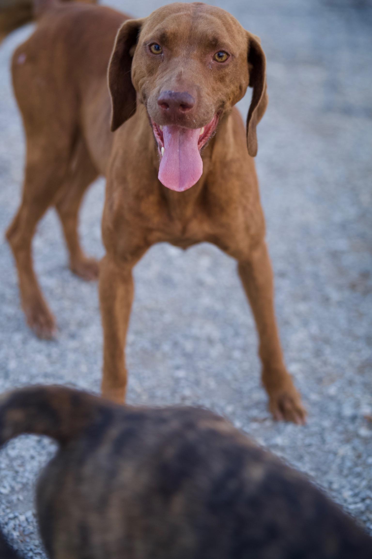 Enlarge Pauly, a Adoptable mixed breed in Hiawatha, KS image 2/2