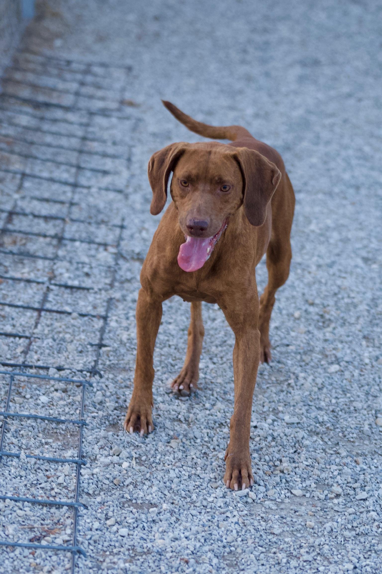 Enlarge Pauly, a Adoptable mixed breed in Hiawatha, KS image 1/2