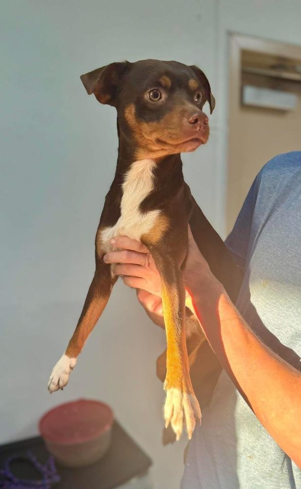 Mocha — thumbnail 2