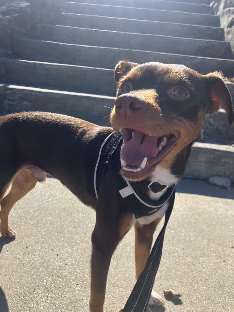 Mocha — thumbnail 3