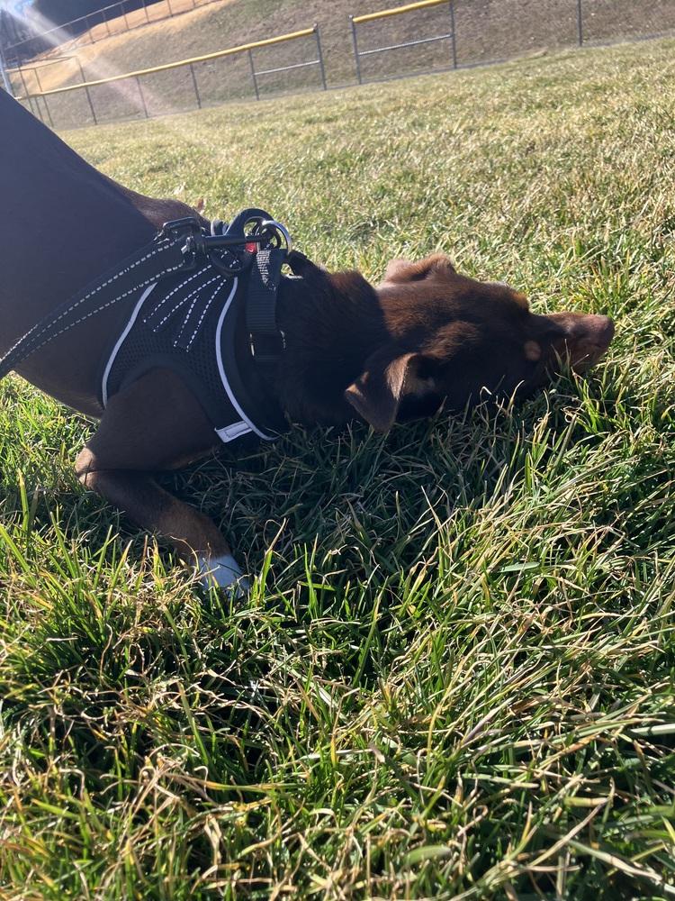 Mocha — thumbnail 4