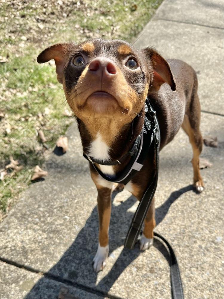 Mocha — thumbnail 5