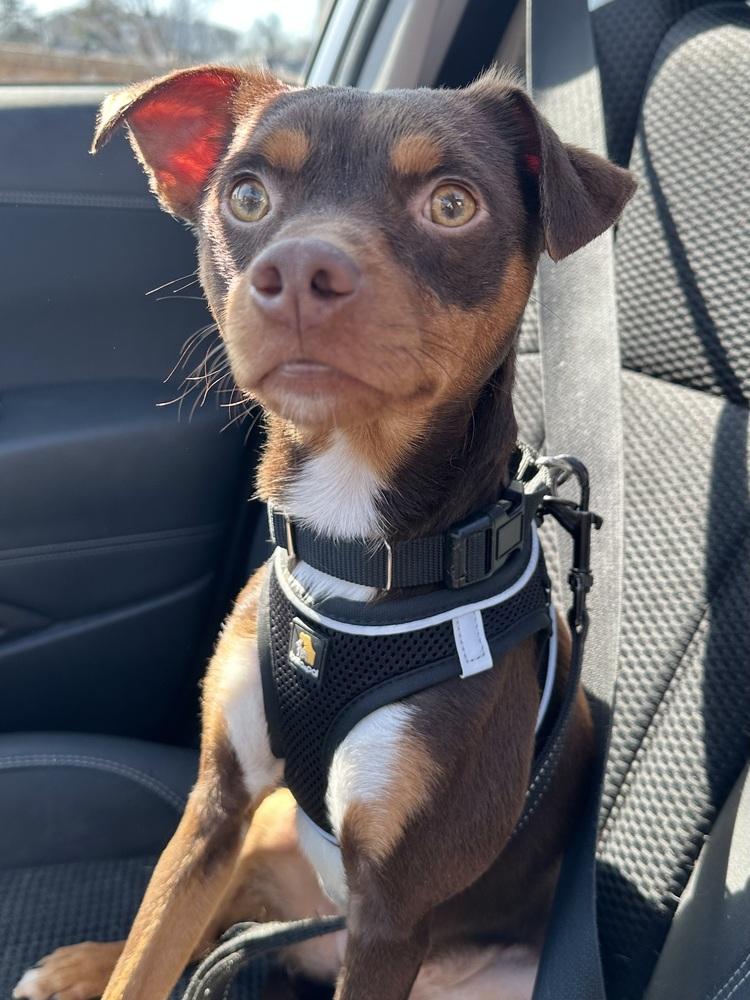 Mocha — thumbnail 6