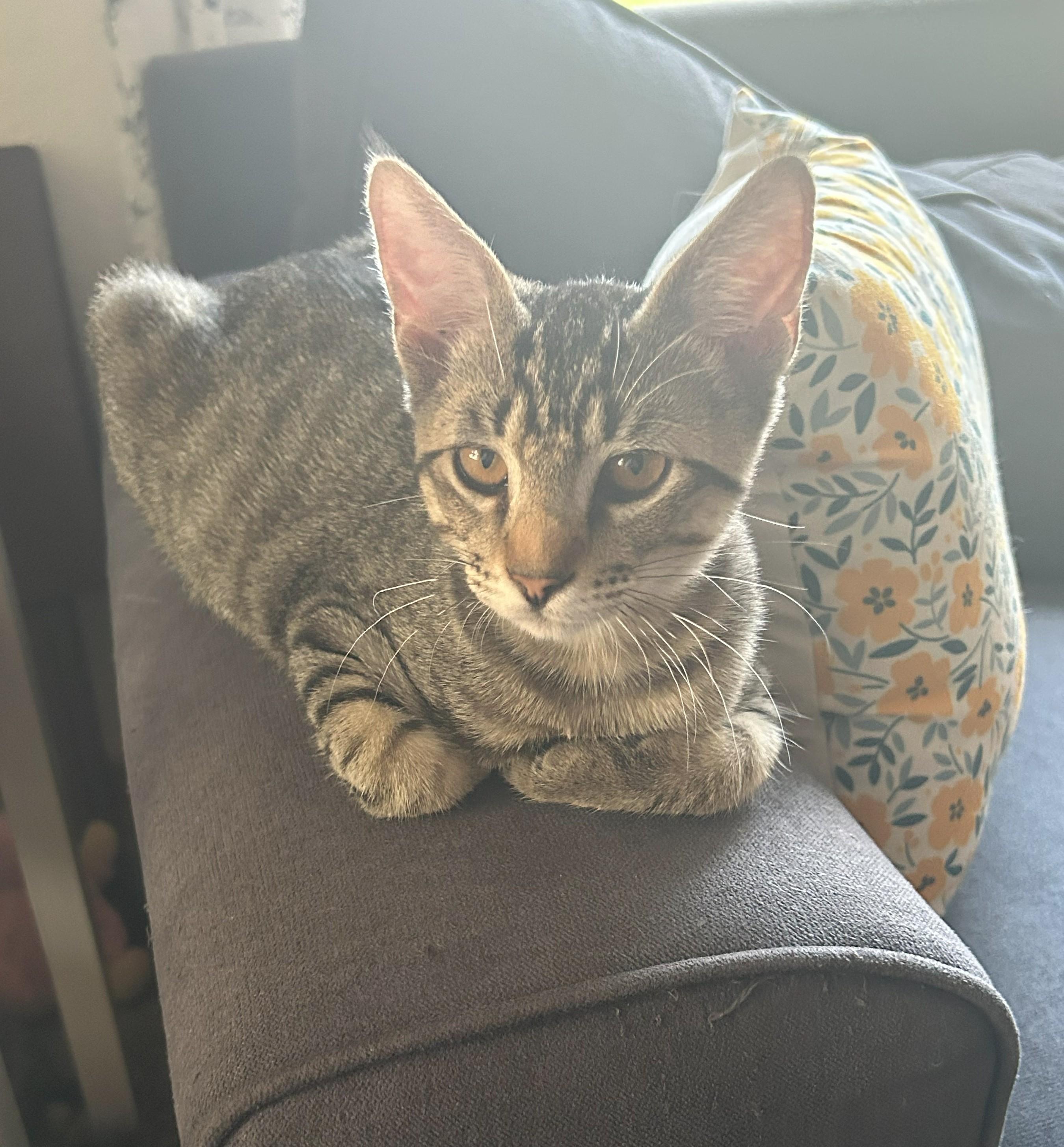 Jerry, Adoptable, Young Male Domestic Short Hair.