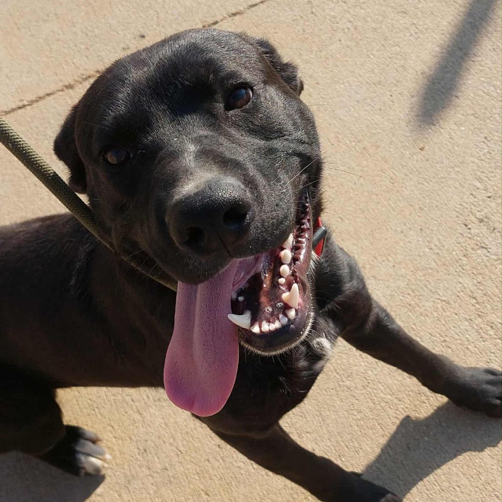 Enlarge Crosby, a Adoptable mixed breed in Corydon, IN image 1/1