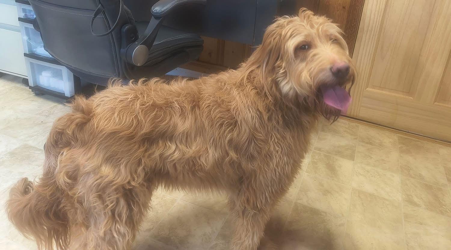 Daisy, Adopted, Young Female Golden Retriever & Poodle.