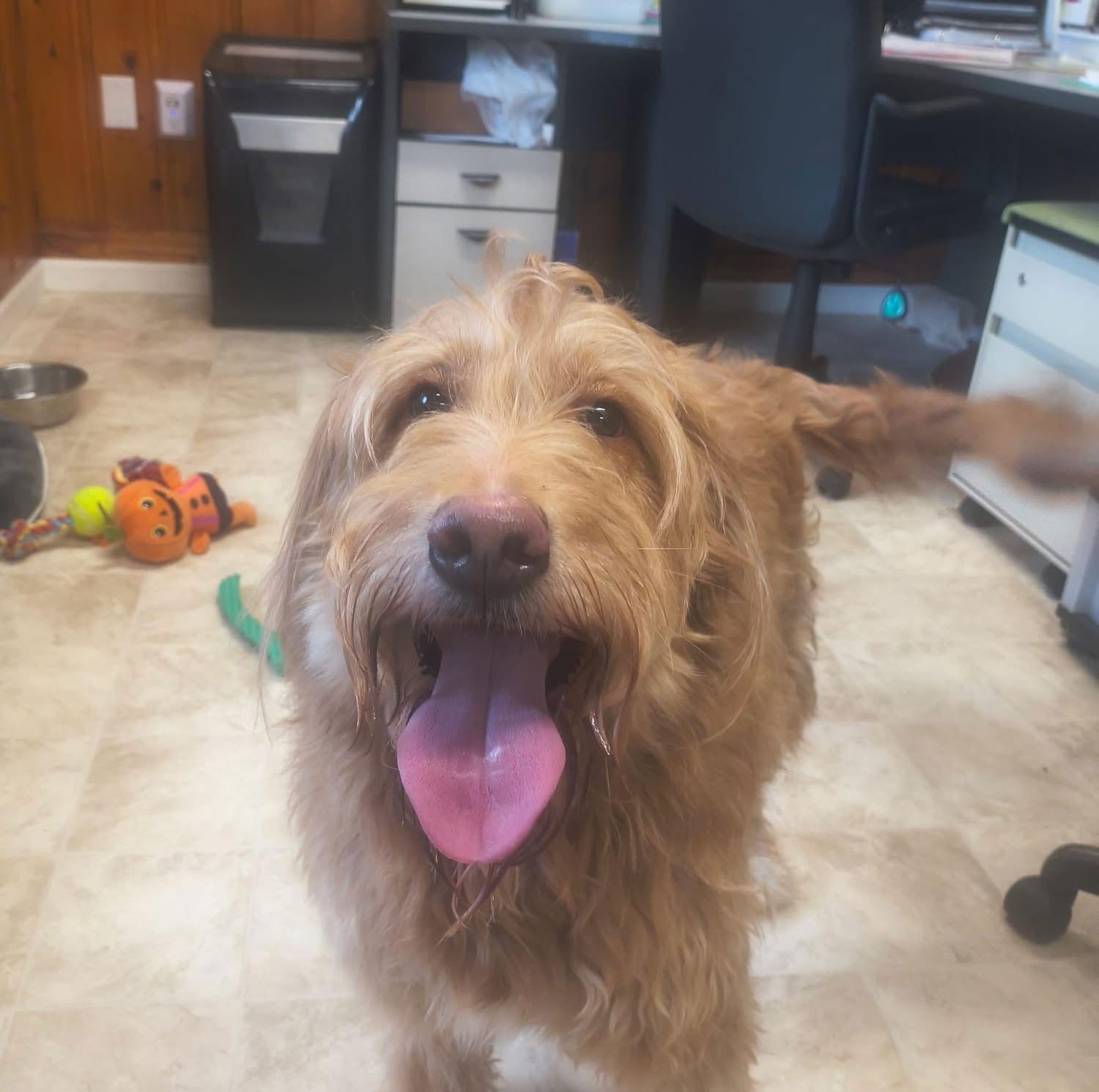 Enlarge Daisy, a Adopted mixed breed in Raleigh, NC image 3/3