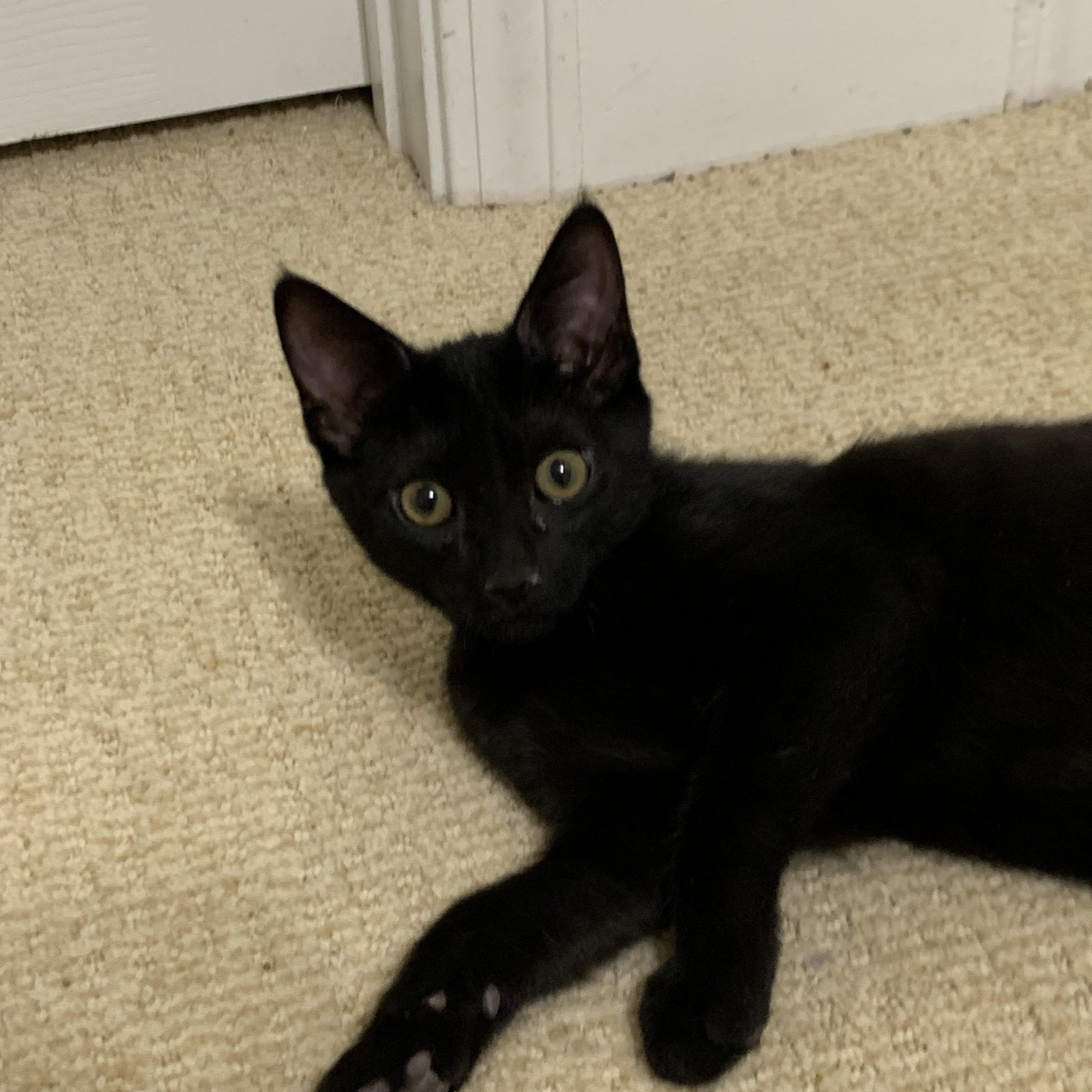 Victor, ADOPTABLE, Kitten Male Domestic Short Hair.