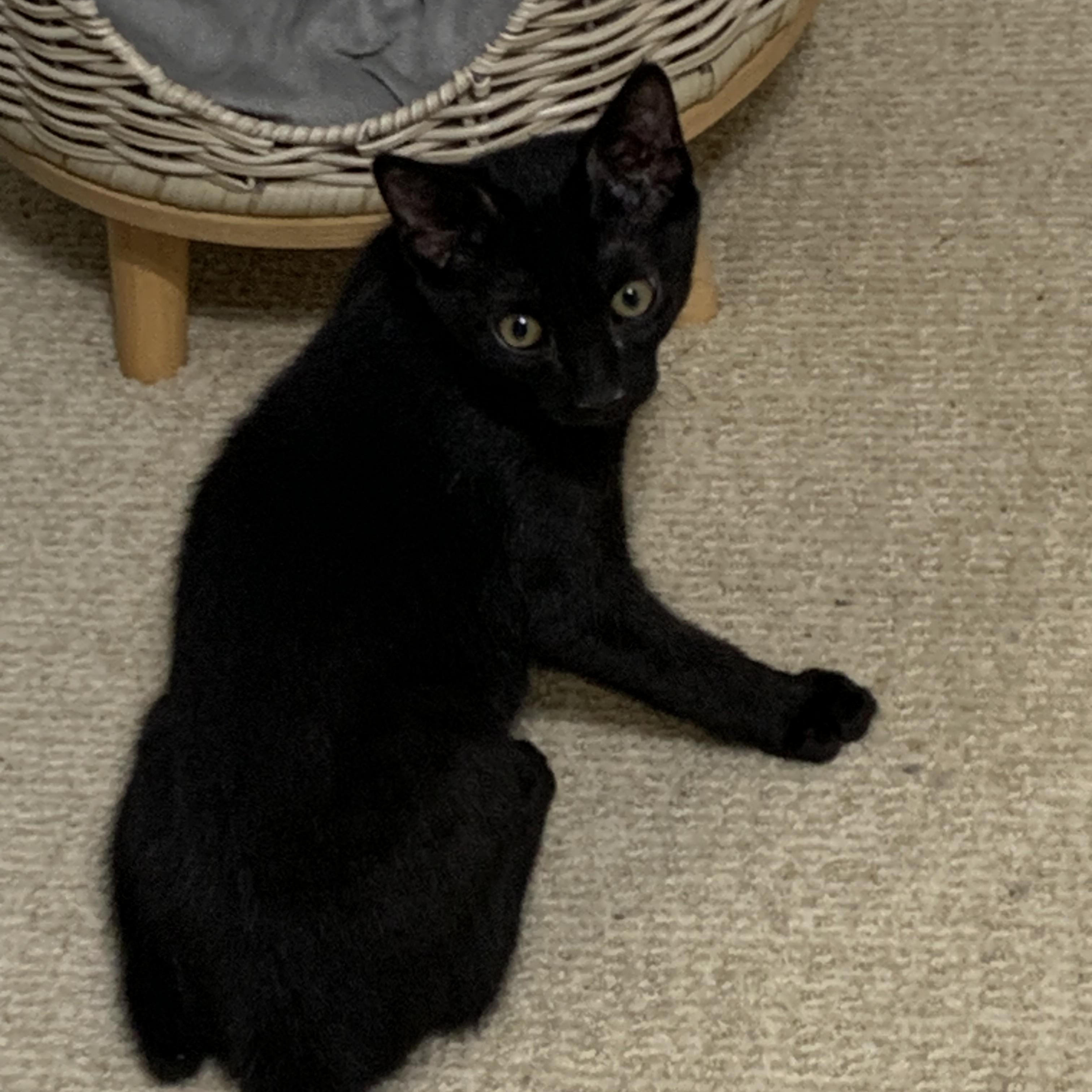 Enlarge Victor, a ADOPTABLE Domestic Short Hair in Duluth, GA image 2/2