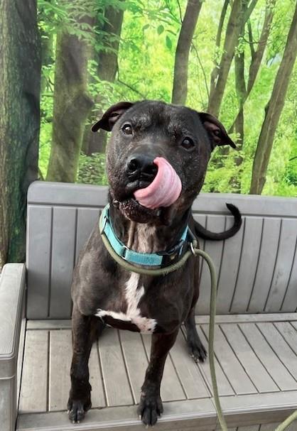 Enlarge Pickles, a ADOPTABLE mixed breed in Phoenix, OR image 1/3