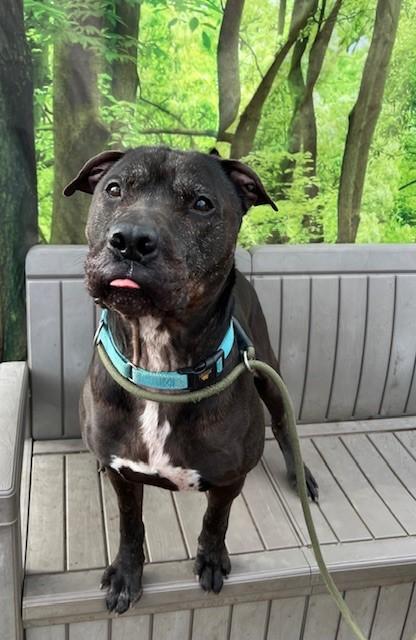 Enlarge Pickles, a ADOPTABLE mixed breed in Phoenix, OR image 3/3