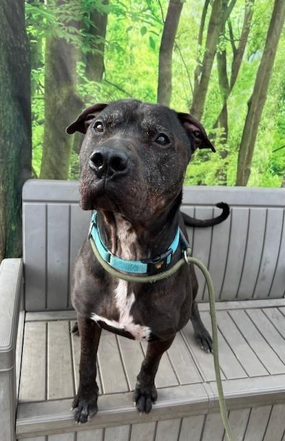 Enlarge Pickles, a ADOPTABLE mixed breed in Phoenix, OR image 2/3