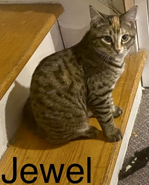 Enlarge Fig and Jewel- mother & daughter, dual adoption, a Adoptable Domestic Short Hair in Pointe-Claire, QC image 1/4