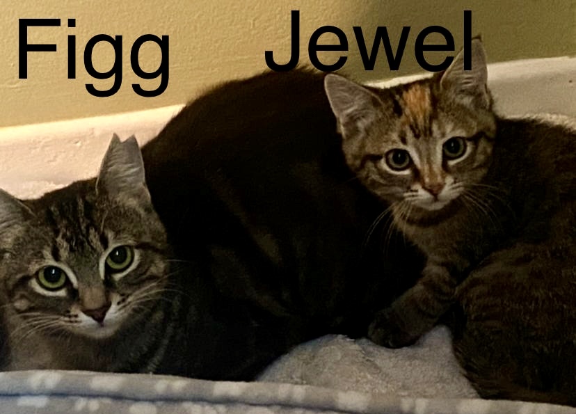Enlarge Fig and Jewel- mother & daughter, dual adoption, a Adoptable Domestic Short Hair in Pointe-Claire, QC image 2/4