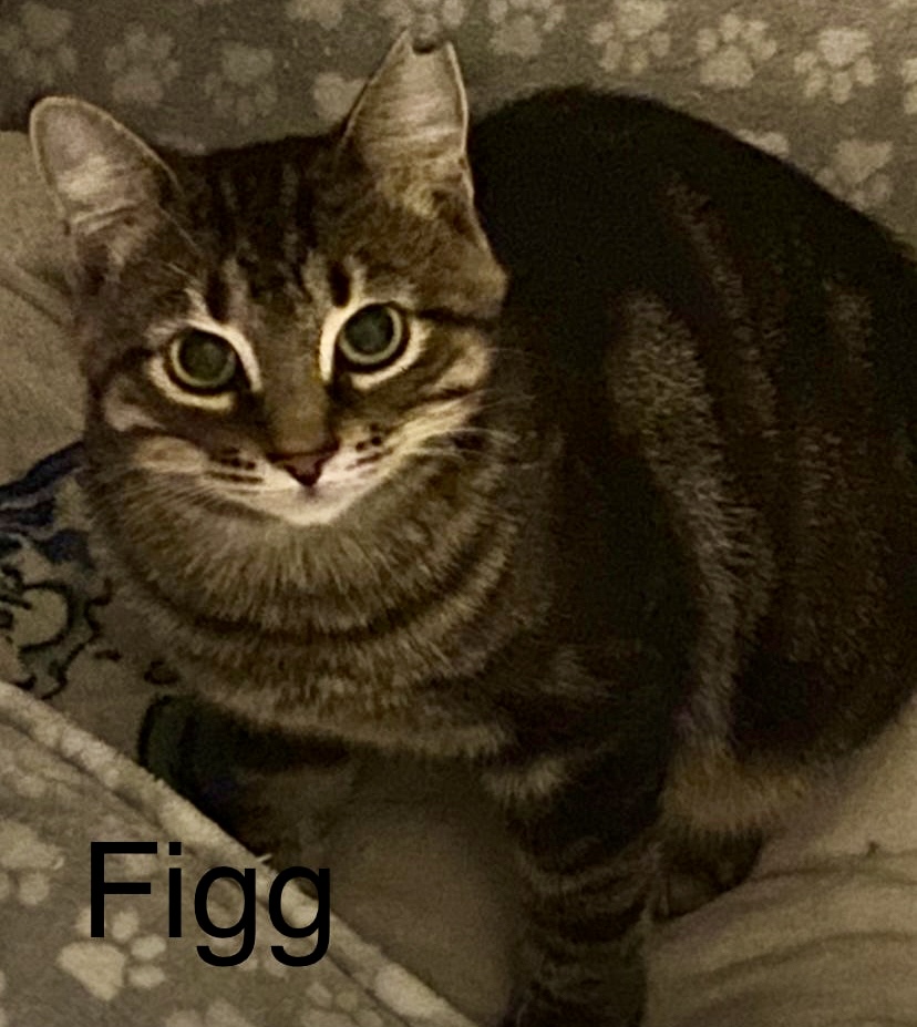 Enlarge Fig and Jewel- mother & daughter, dual adoption, a Adoptable Domestic Short Hair in Pointe-Claire, QC image 3/4