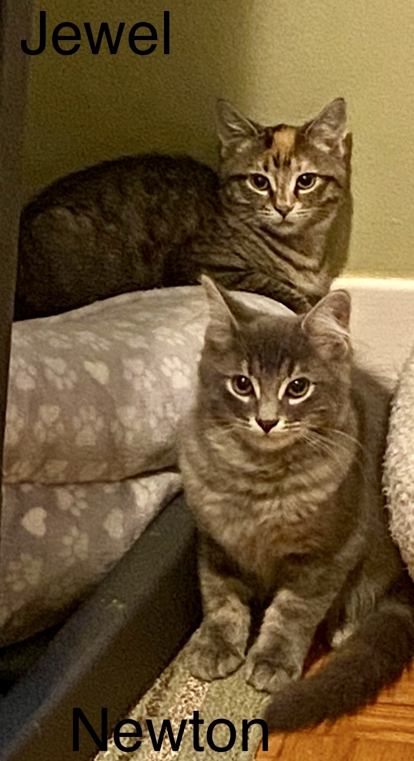 Enlarge Fig and Jewel- mother & daughter, dual adoption, a Adoptable Domestic Short Hair in Pointe-Claire, QC image 4/4