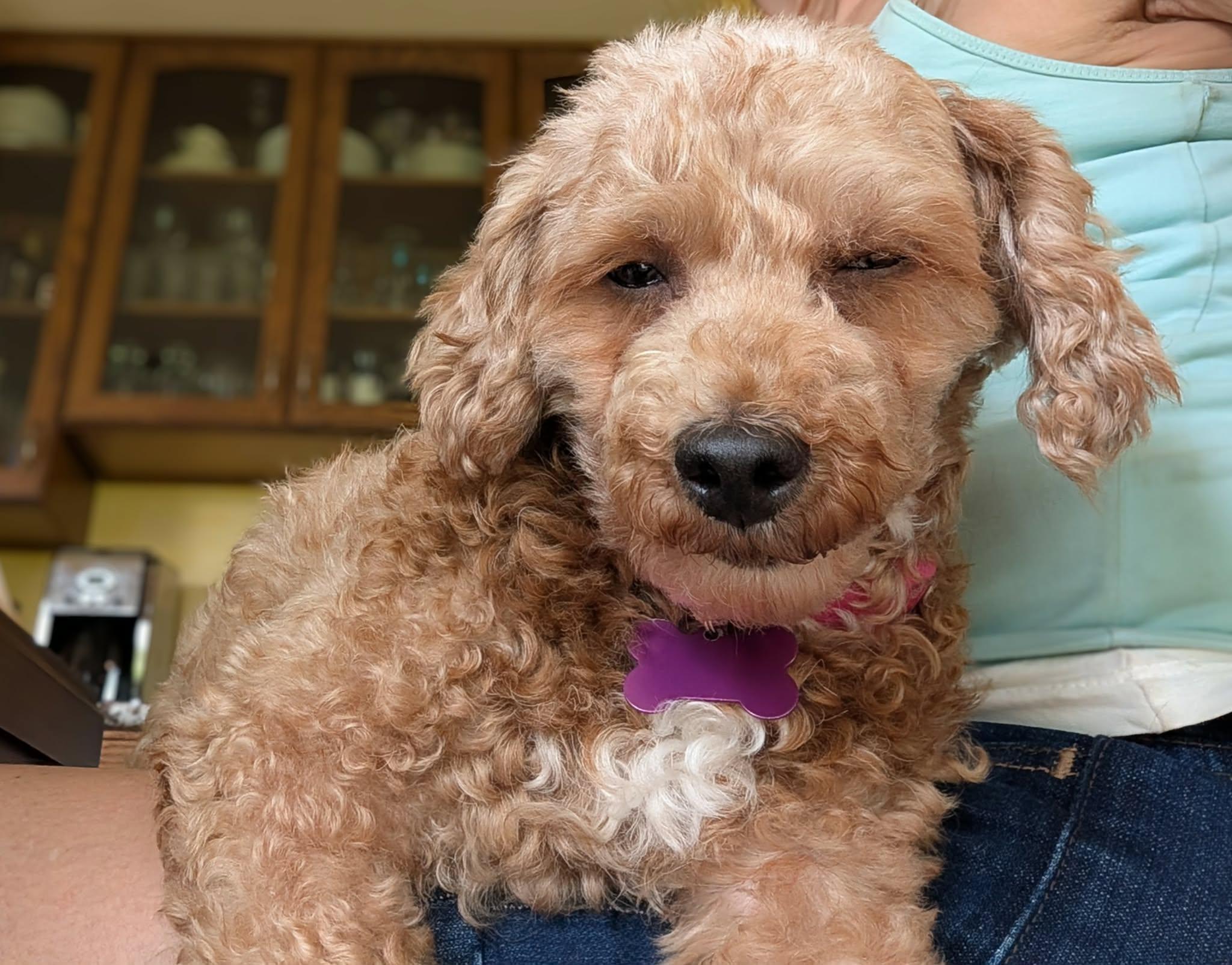 Enlarge Jo, an adopted Miniature Poodle in Whitewater, WI image 2/6