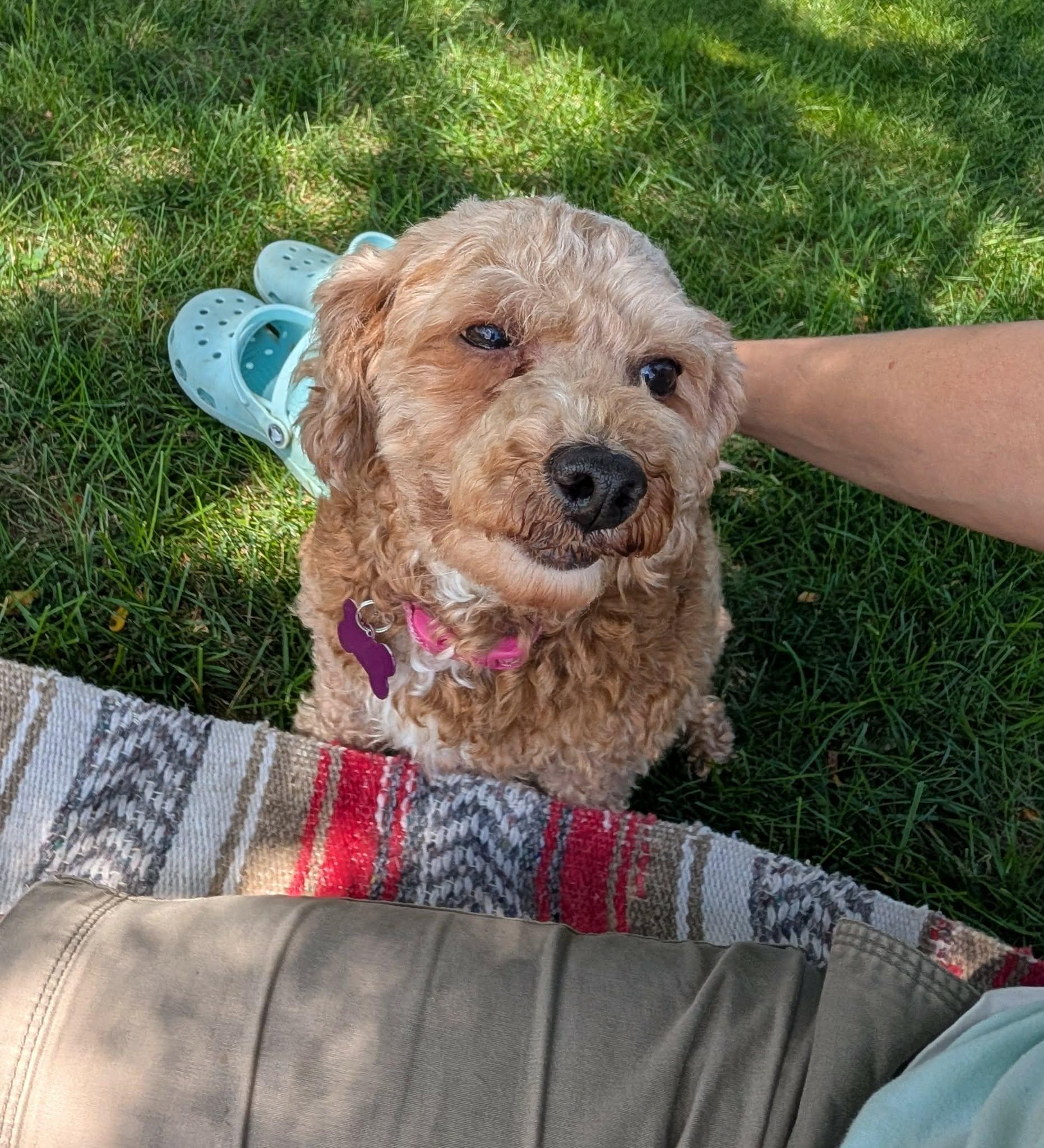 Enlarge Jo, an adopted Miniature Poodle in Whitewater, WI image 5/6