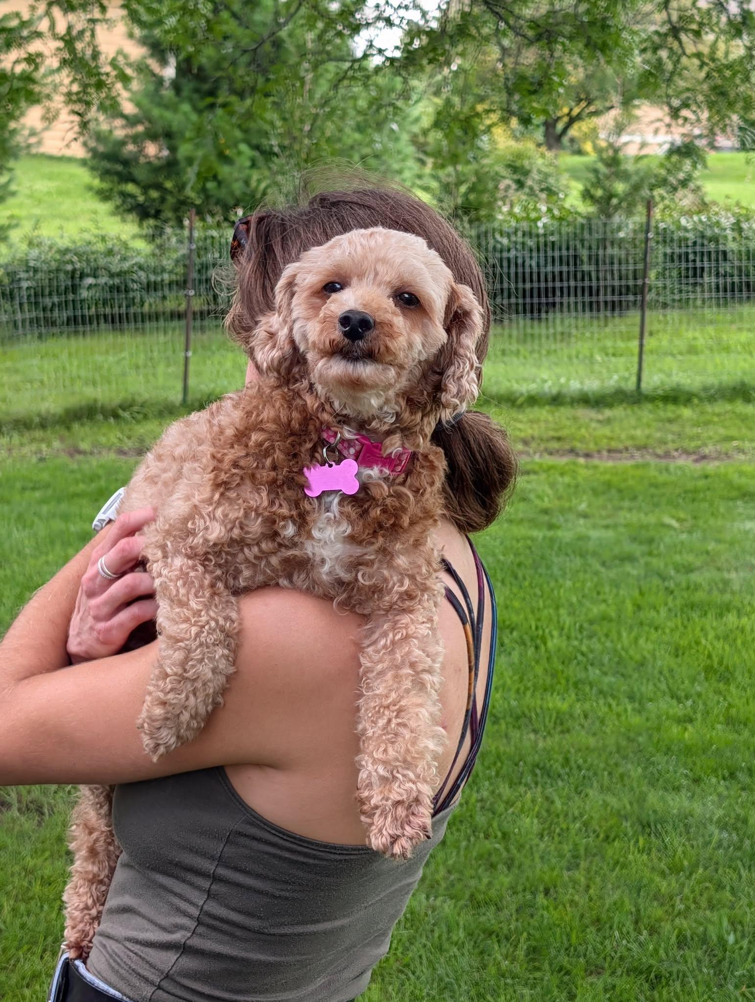 Enlarge Jo, an adopted Miniature Poodle in Whitewater, WI image 4/6
