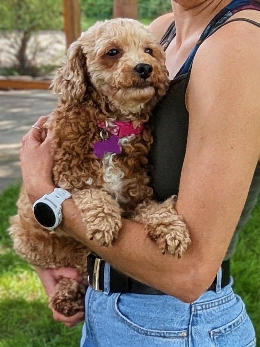 Enlarge Jo, an adopted Miniature Poodle in Whitewater, WI image 6/6