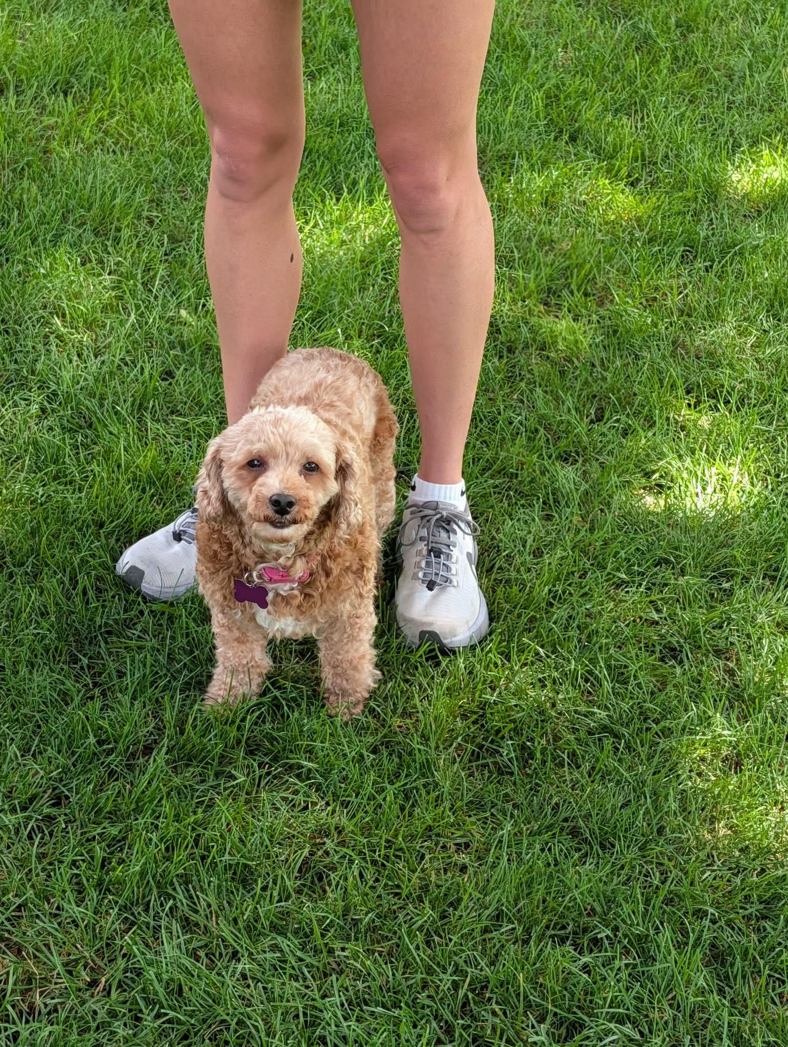 Jo, adopted, Senior Female Miniature Poodle.