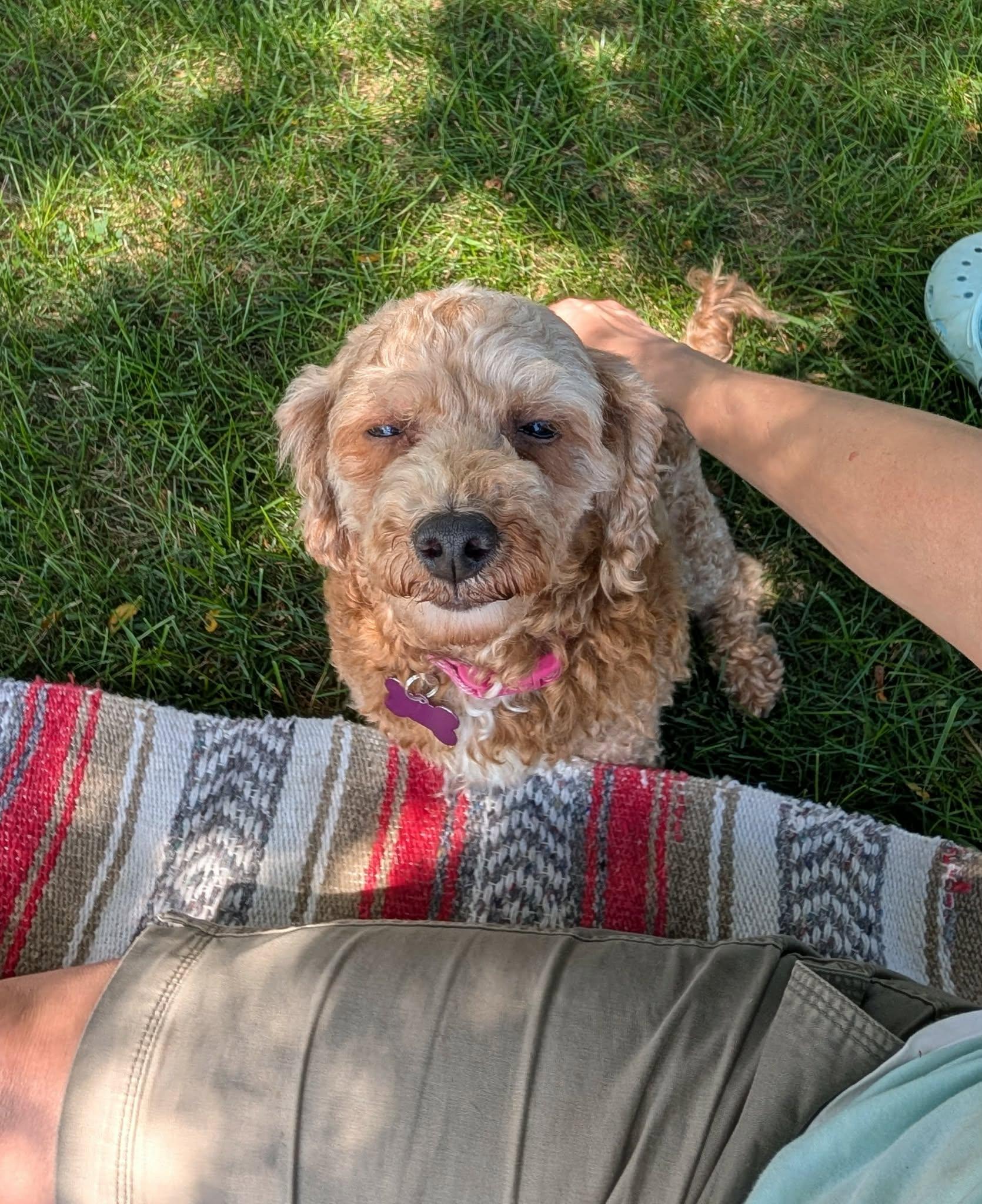 Enlarge Jo, an adopted Miniature Poodle in Whitewater, WI image 3/6