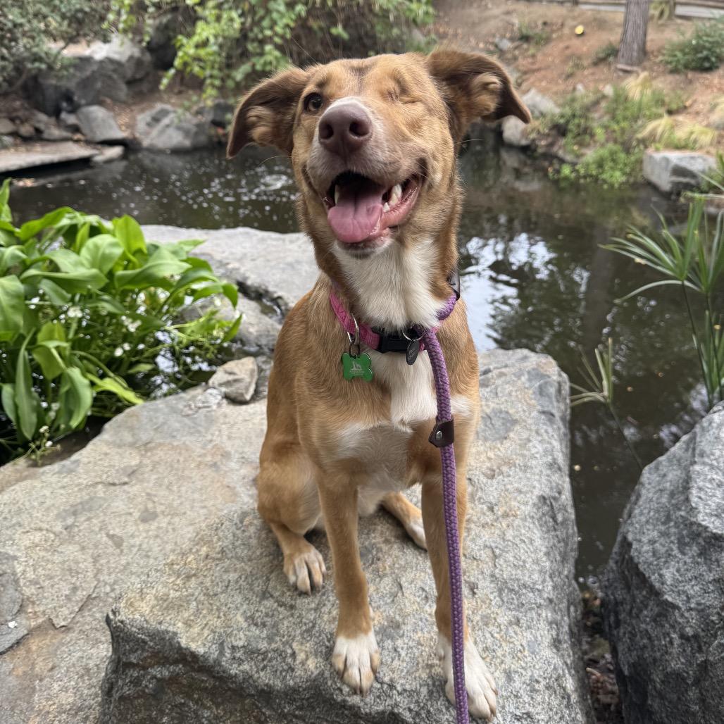 Penny, Adoptable, Young Female Labrador Retriever.