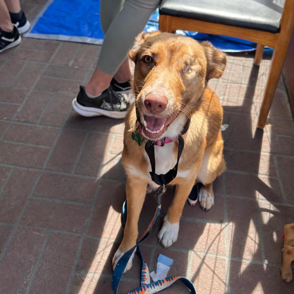Penny, Adoptable, Young Female Labrador Retriever.