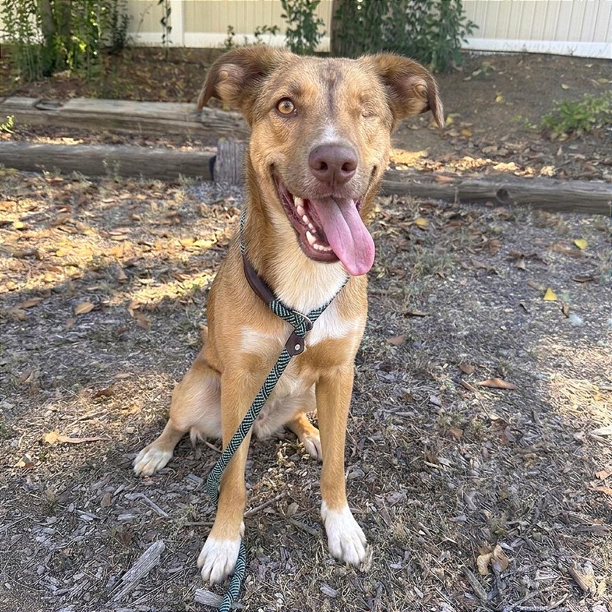 Penny, a Adoptable Labrador Retriever in San Diego, CA image 3/6