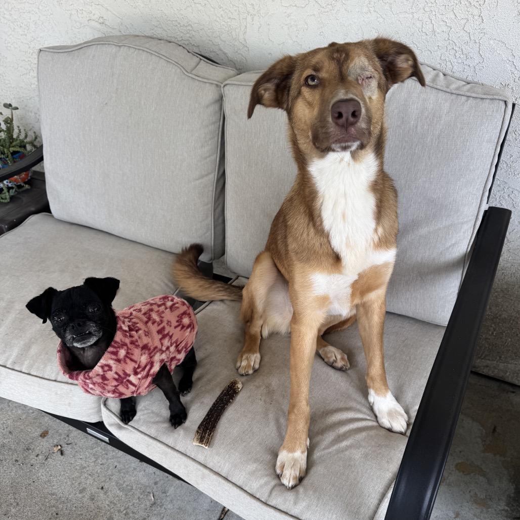 Penny, a Adoptable Labrador Retriever in San Diego, CA image 4/6