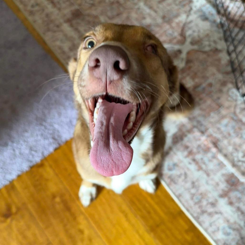 Penny, a Adoptable Labrador Retriever in San Diego, CA image 6/6