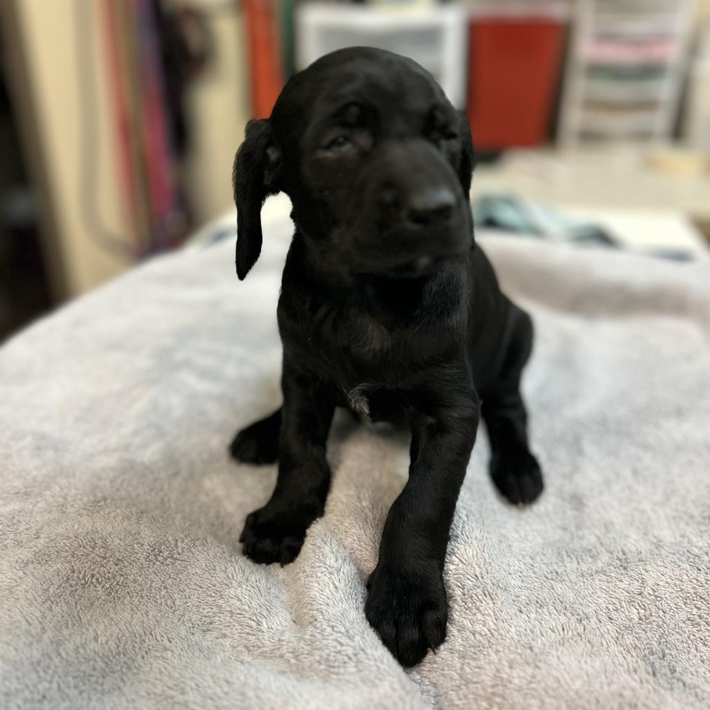 Bulma — thumbnail 2