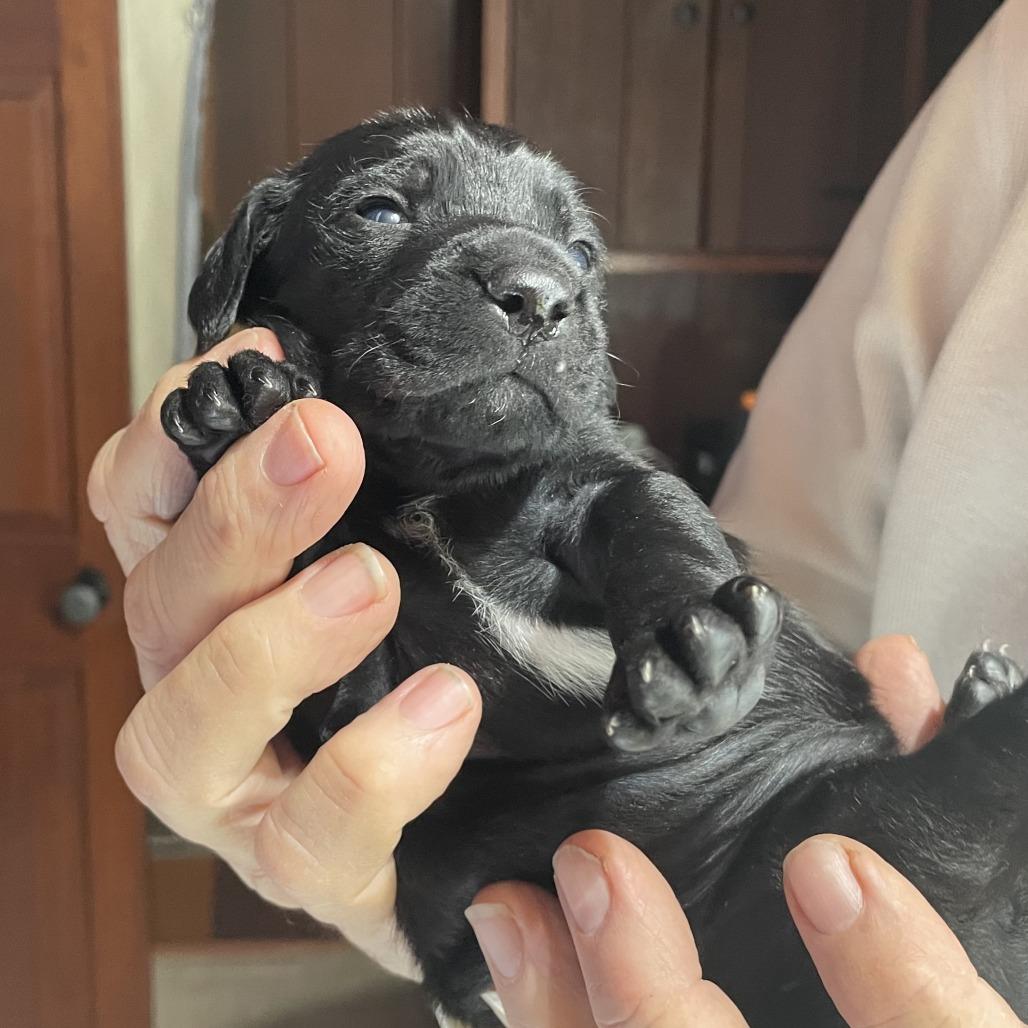 Bulma — thumbnail 4