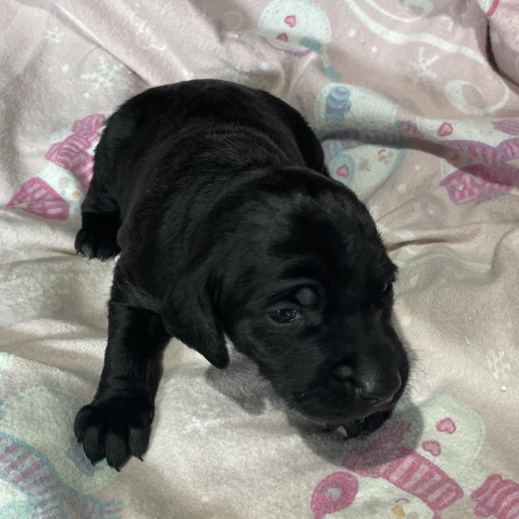 Bulma — thumbnail 5