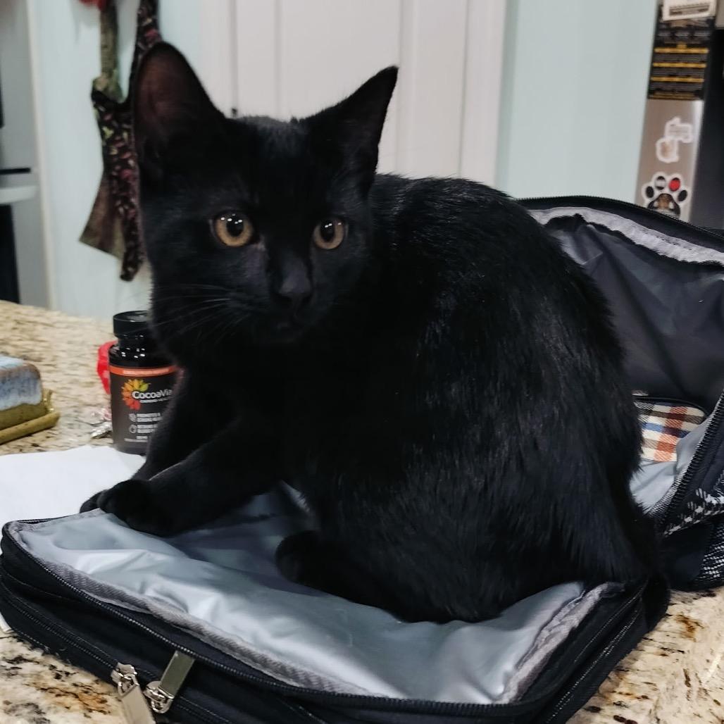 Rice Krispies (purple), Adoptable, Young Female Domestic Short Hair.