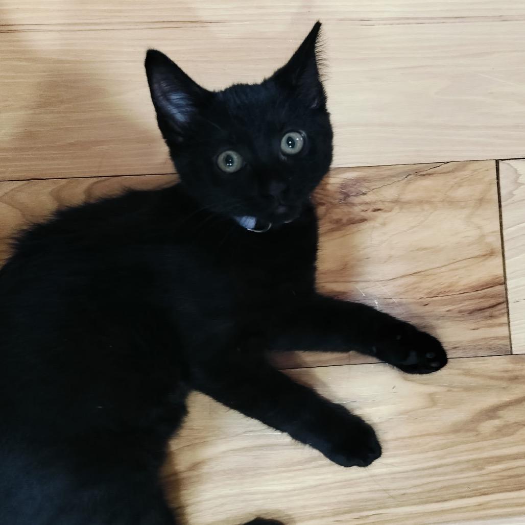 Rice Krispies (purple), Adoptable, Young Female Domestic Short Hair.