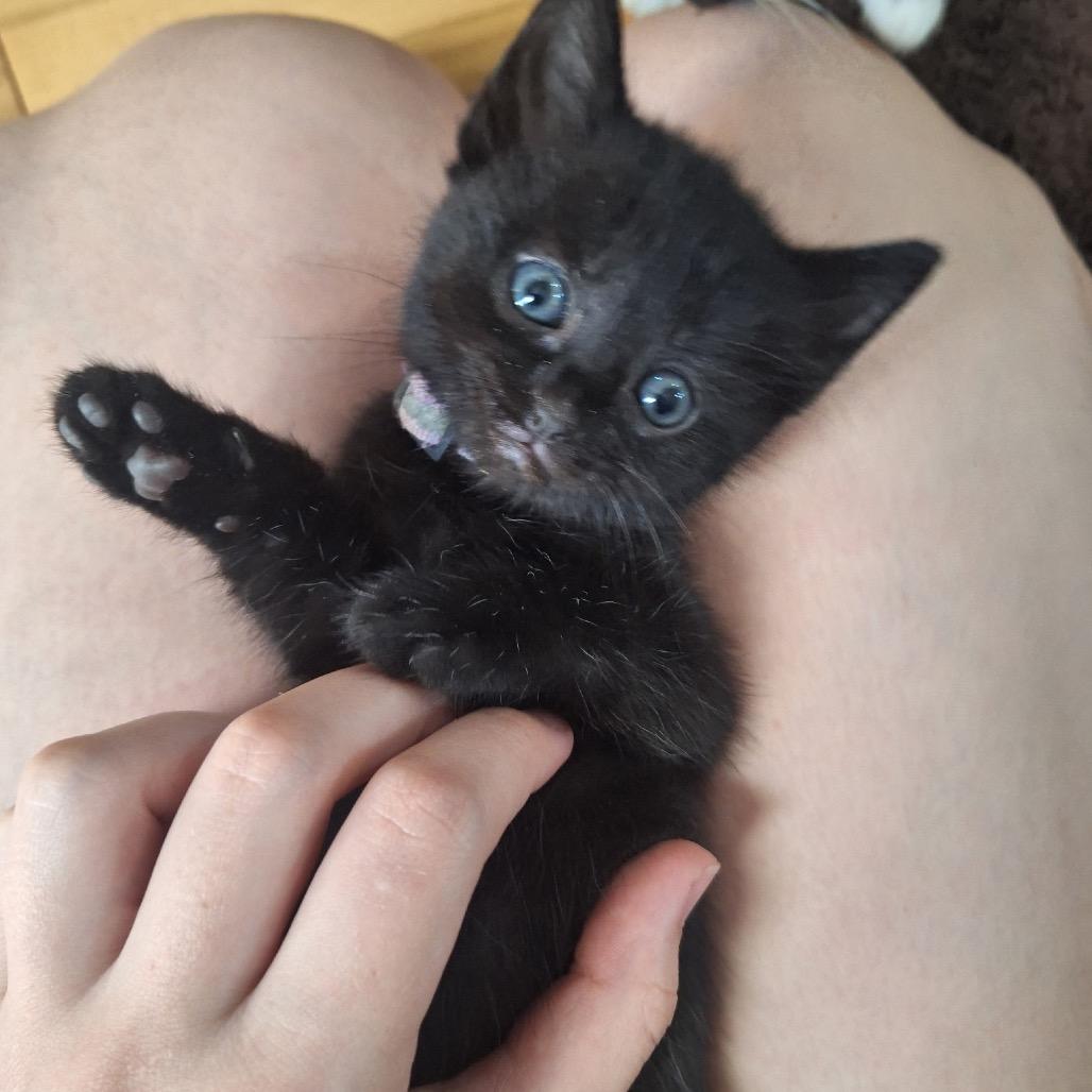 Rice Krispies (purple), a Adoptable Domestic Short Hair in Germantown, MD image 2/3