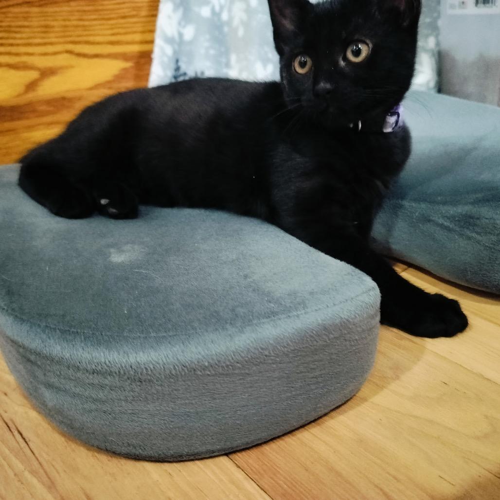 Rice Krispies (purple), a Adoptable Domestic Short Hair in Germantown, MD image 3/3