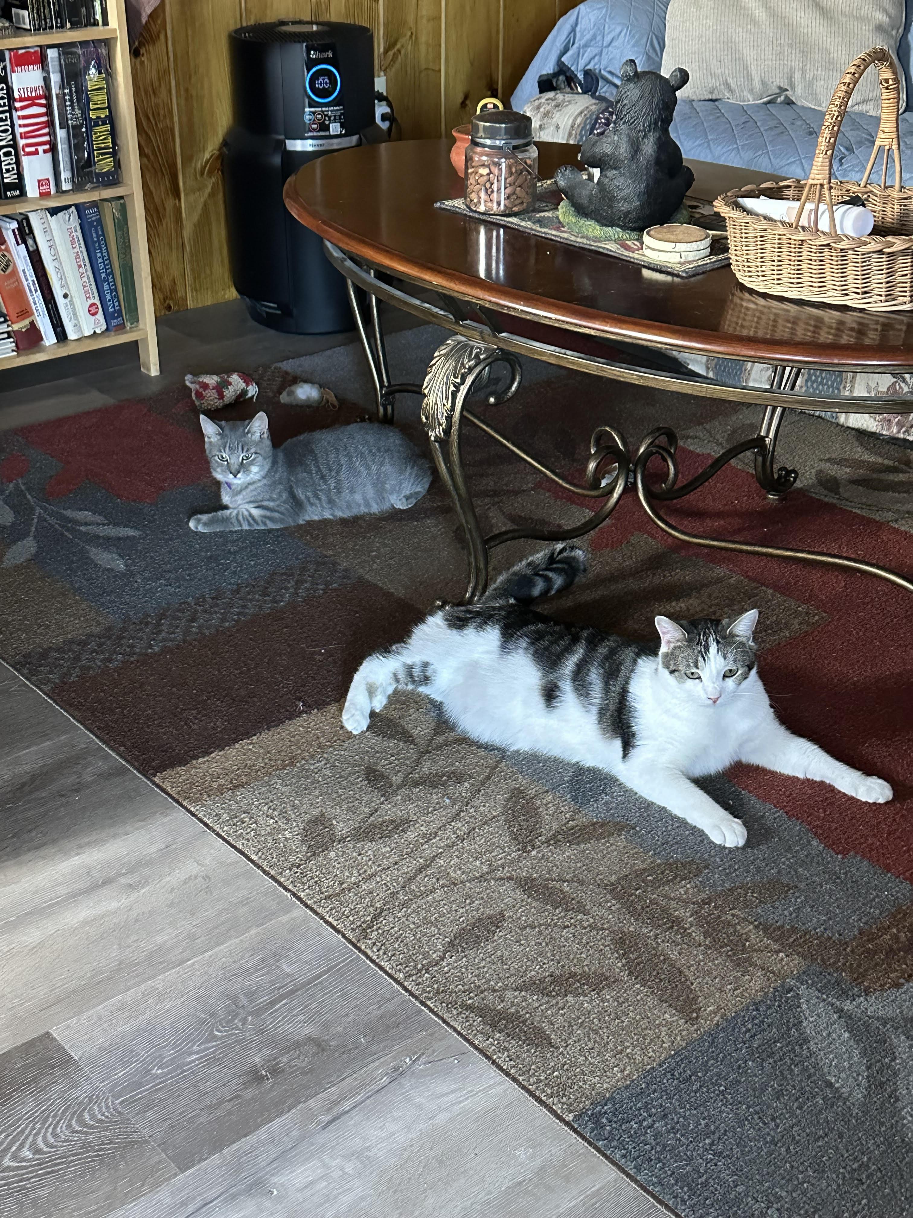 Yager & Clara, Adoptable, Young Female Domestic Short Hair.