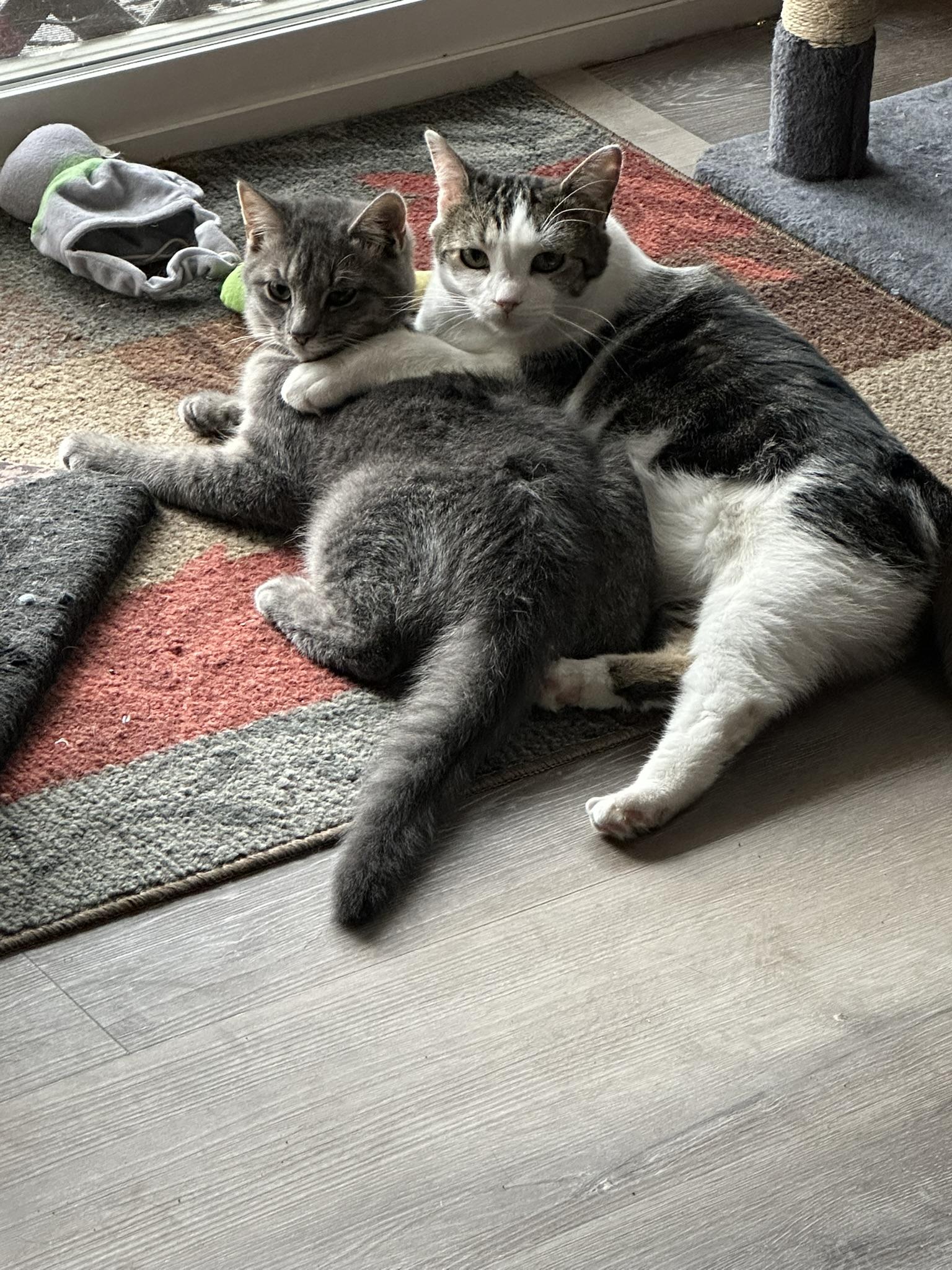 Yager & Clara, a Adoptable Domestic Short Hair in Keeseville, NY image 2/2