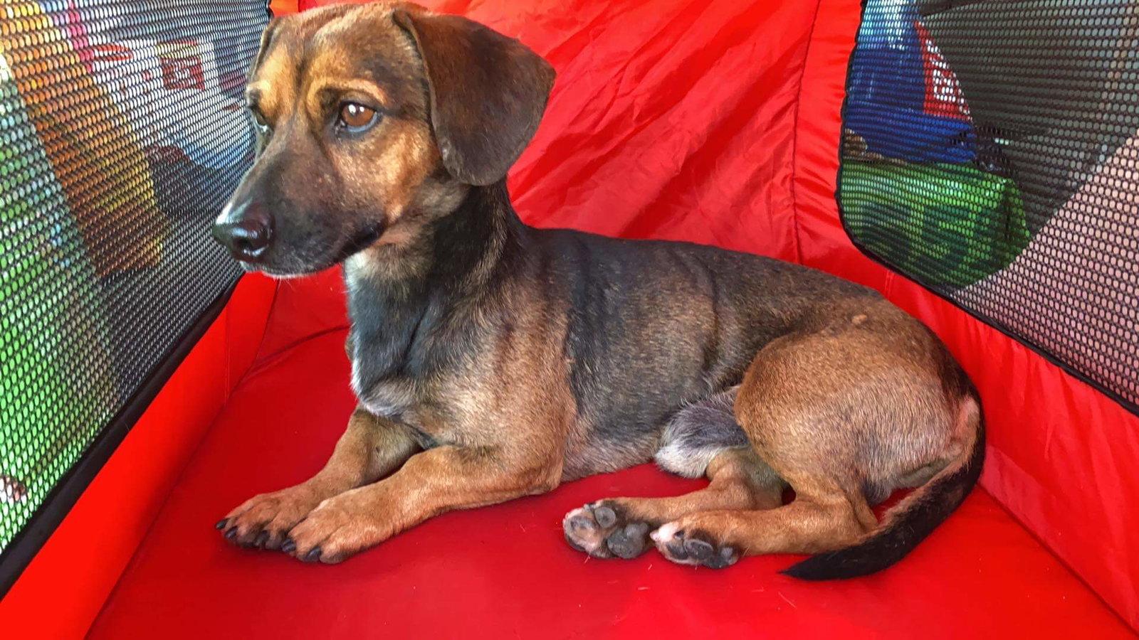 Enlarge Benson, a Adopted Dachshund in Morganville, NJ image 1/1