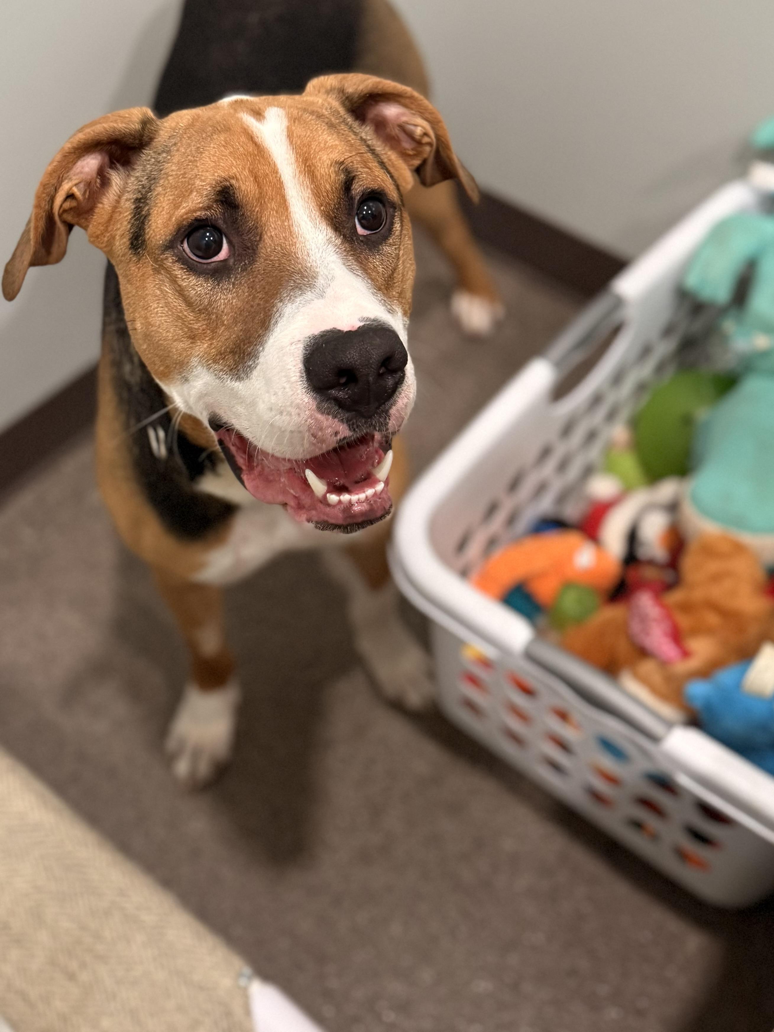 Enlarge Rubble, a Adoptable Mixed Breed in Sault Sainte Marie, MI image 2/3