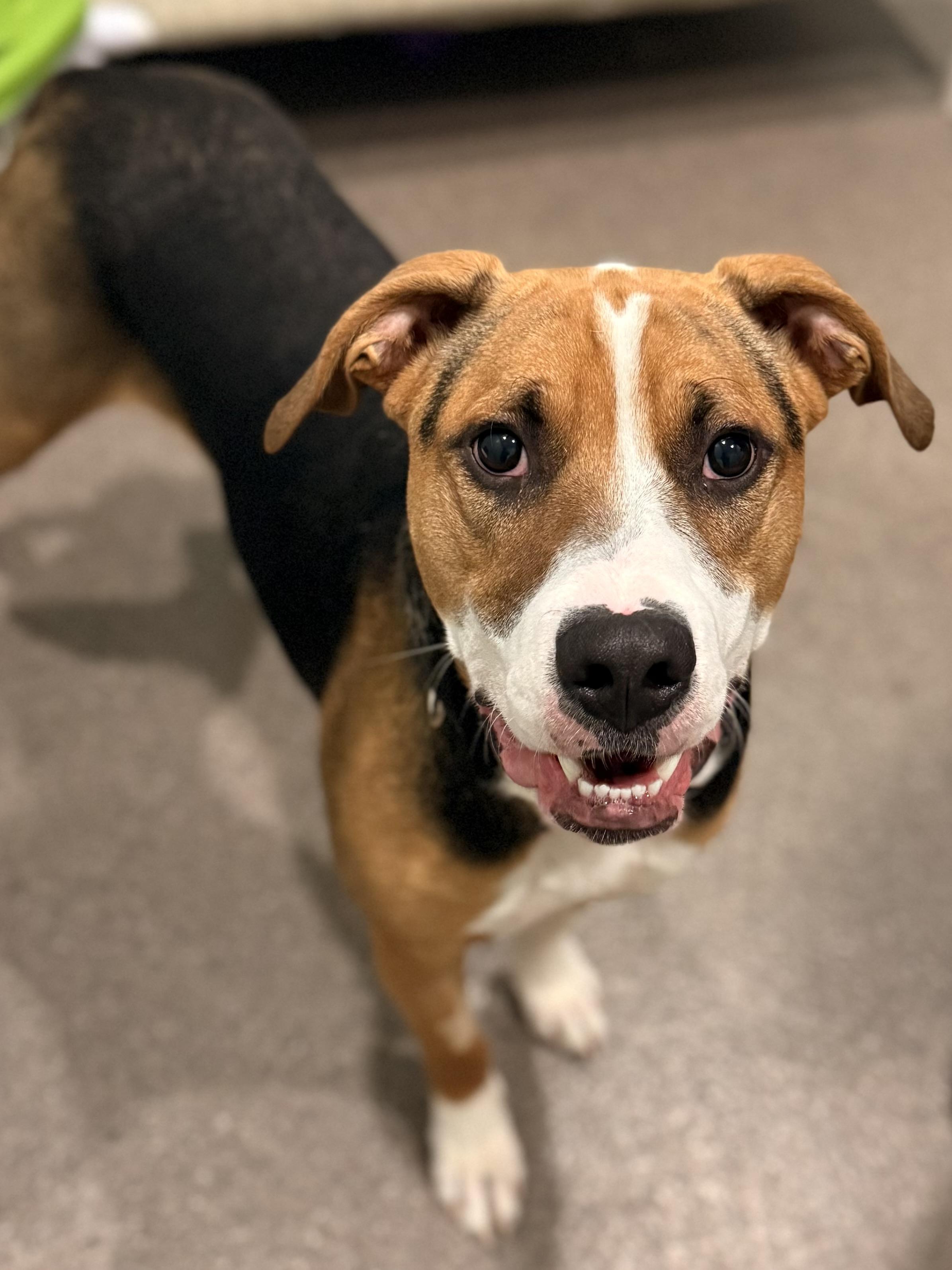 Enlarge Rubble, a Adoptable Mixed Breed in Sault Sainte Marie, MI image 3/3